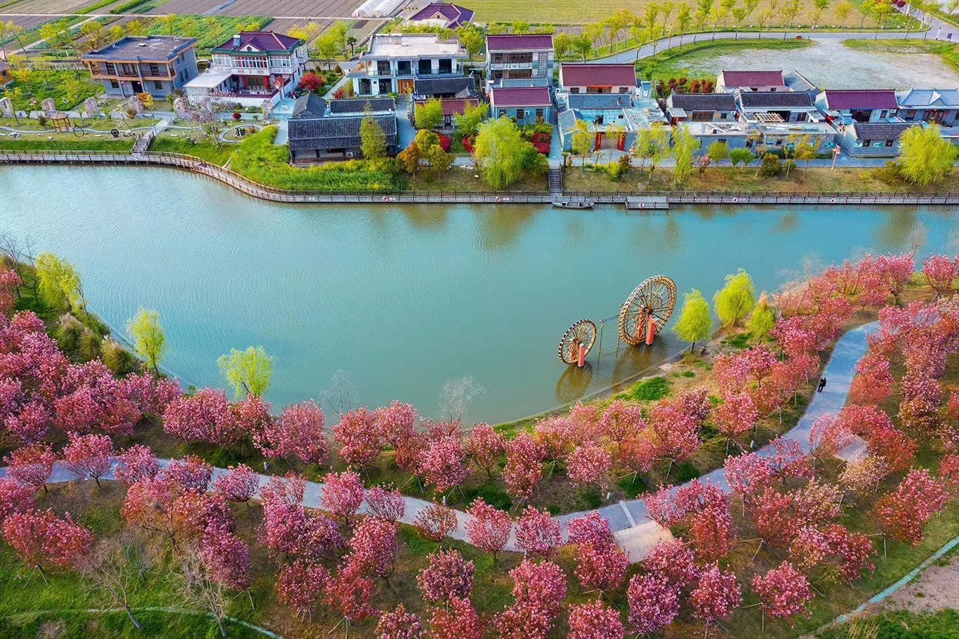 姜堰小杨村 家庭农场铺就致富路，旅游服务绘就新画卷
